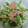 ひぃちゃんひー's cooksnap of when they made 簡単♪3分サラダ♪水菜とツナの和えもの.