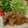 食いしん坊山ガール's cooksnap of when they made ＊豚のしょうが焼き＊.