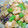 ぎゆうちゃん's cooksnap of when they made *ぐれがる*☆若鶏と茄子のみぞれ和え☆.