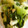 kokoli's cooksnap of when they made 青梗菜のにんにく赤とうがらし炒め.