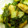 由芽15's cooksnap of when they made 牡蠣と野菜のオイスター炒め.