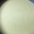 megu_mogu's cooksnap of when they made 簡単！美味しい！さつまいものポタージュ.