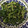 ハニコちゃま's cooksnap of when they made 簡単春菊のゴマ和え.