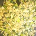 ふぃえかいあ's cooksnap of when they made 簡単！ダイコンの葉（大根葉）生姜炒め.