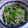poohmiffy's cooksnap of when they made ＊小松菜ともやしのしらす和え＊.