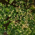 ゆう★☆★'s cooksnap of when they made 簡単で美味しい！かぶの葉の炒めたん.