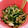 mutsu＊'s cooksnap of when they made さっぱり鶏皮ときゅうりの和え物.