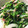 attchen's cooksnap of when they made 簡単ケールの野菜炒め.