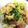 mayoicat's cooksnap of when they made 豆苗とベーコン 卵 ゆず胡椒炒め.