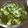 みぃこm's cooksnap of when they made 簡単！朝食に！キュウリとめかぶの酢の物.