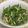 kumabuu's cooksnap of when they made 鶏むね肉と水菜の中華風サラダ.