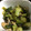 ポメちょん's cooksnap of when they made 青梗菜とお揚げの炒め煮.
