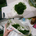 acchasango's cooksnap of when they made 散らばらない☆細ねぎの切り方＆移し方.