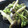 maruru-nn's cooksnap of when they made ☆超簡単☆きのこと豆苗のマヨポン和え.