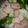 クックLJ2W4Q☆'s cooksnap of when they made かぶ、ブロッコリー、ハムの蒸し焼き.