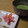 元クマ's cooksnap of when they made 春の上生菓子　　✿さくら✿.