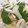 ツルコ's cooksnap of when they made セロリとイカの燻製のサラダ.