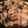 クックPZ43DO☆'s cooksnap of when they made 豚バラ肉の生姜風味あんかけ丼.