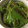 harutama's cooksnap of when they made 種ごと！ピーマンのみそ炒め.