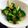 shiirao's cooksnap of when they made つまみに！ブロッコリーだけペペロンチーノ.
