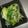 クックLJ2W4Q☆'s cooksnap of when they made 簡単もう一品！青梗菜ともやしの香味和え.
