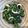 ちはるき27's cooksnap of when they made 簡単！ほうれん草の胡麻和え.