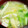 こげ岡's cooksnap of when they made うるいと薄揚げの味噌汁.