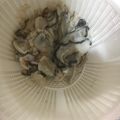 クックSB7K4U☆'s cooksnap of when they made 牡蠣の下処理法☆汚れと臭み取りから下味.