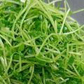 たけなお☆'s cooksnap of when they made レンジで豆苗ナムル.