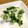 ホガラカ's cooksnap of when they made 菜の花の味噌マスタードとろろがけ.