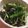 羽尼うに's cooksnap of when they made わさび菜とワカメのナムル.