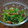 らくぼう's cooksnap of when they made 鶏皮とみつばの和え物.