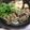 ☆nyan10ka☆'s cooksnap of when they made 自家製すき焼きのたれで食べる、豚すき焼き.