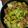 mariko0609's cooksnap of when they made 豚肉のピリ辛味噌炒め.