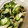クック5WQGO7☆'s cooksnap of when they made コクと香り♪わかめと野菜の酢の物♡.