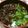 れれれんこん。's cooksnap of when they made 備えあれば・・・チャチャっとにゅうめん.