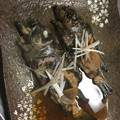 クックOTFT42☆'s cooksnap of when they made お母さんの思い出の味！めばるの煮付け.