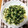 tonkuro's cooksnap of when they made ほうれん草炒め.