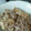 しぃ429's cooksnap of when they made 炊飯器で放置！簡単大根とひき肉の煮物.