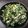 hirose3939's cooksnap of when they made ご飯のお供に♪超簡単大根の葉の炒め物☆.