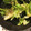 ☆hironon☆'s cooksnap of when they made ＊レタスと海苔のごまごまサラダ＊.