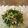 クックEATV0P☆'s cooksnap of when they made 硬い水菜を美味しく頂く！おひたし.