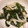 ひなた１０１６'s cooksnap of when they made 簡単で絶品。わかめとしらすのさっぱり炒め.