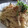 ちばたま's cooksnap of when they made 秋味♪鮭ときのこの和風パスタ.
