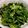 クック64OY6U☆'s cooksnap of when they made 春菊のからしあえ.