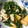 Yukipachi's cooksnap of when they made 春菊と豚肉のさっと煮.