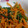 ポコニャンmkt's cooksnap of when they made 春菊と人参のごま和え.