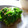 kaiko子's cooksnap of when they made 簡単☆せりの浅漬け.