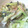 けーちゃんのママ's cooksnap of when they made キャベツと小松菜のお浸し擬きしょうが炒め.