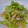 のんこ's cooksnap of when they made 蒸し鶏の中華風サラダ.